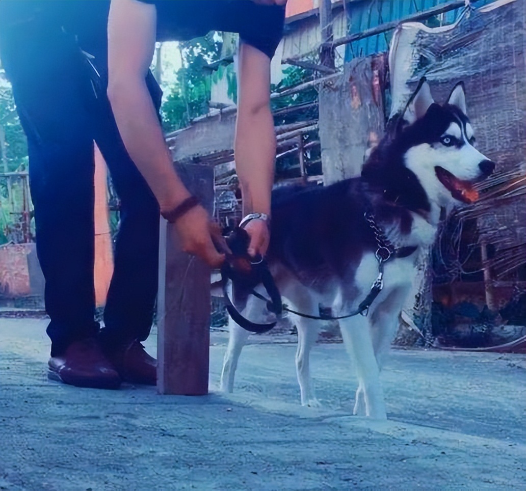 烈性犬不牵绳,未牵绳犬撕咬受伤狗主人