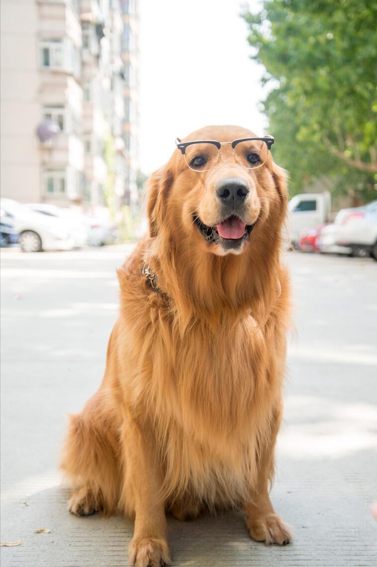 什么宠物狗不掉毛新手好养,具有什么属性的宠物狗好养