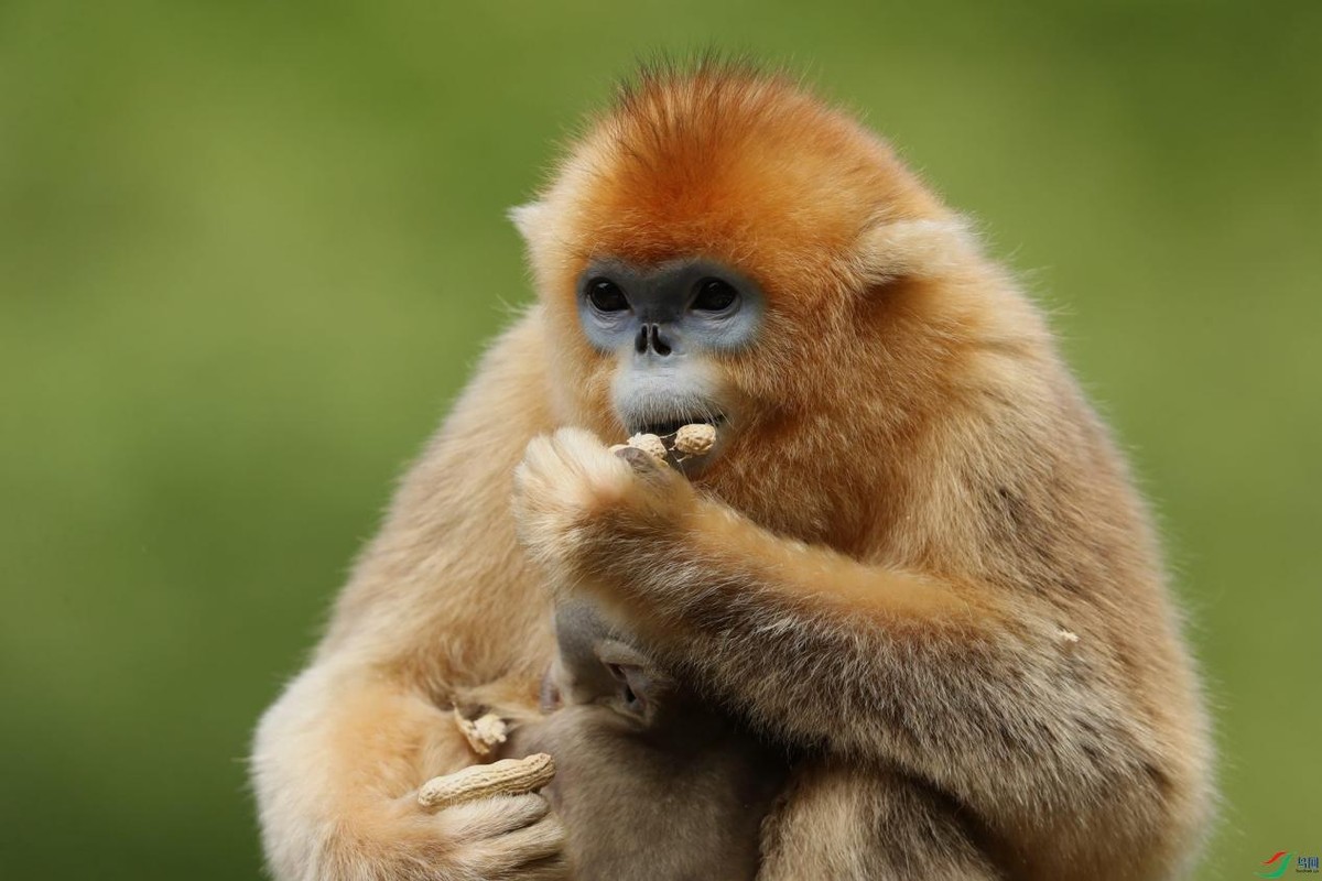 怒江金丝猴和峨眉猴干架,金丝猴遇上峨眉山猴子会发生什么