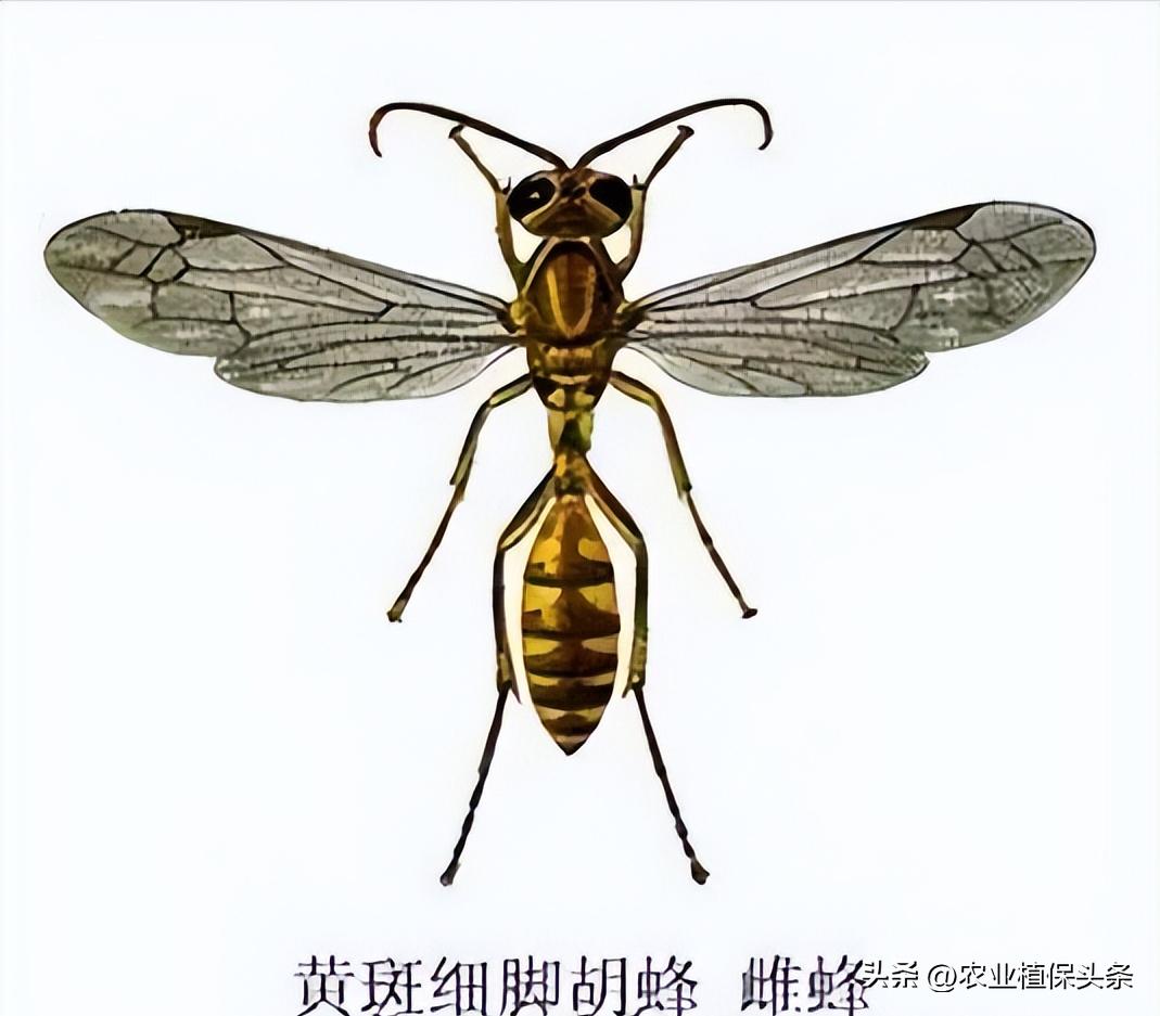 螨类害虫的农业防治措施,农业昆虫与害虫防治