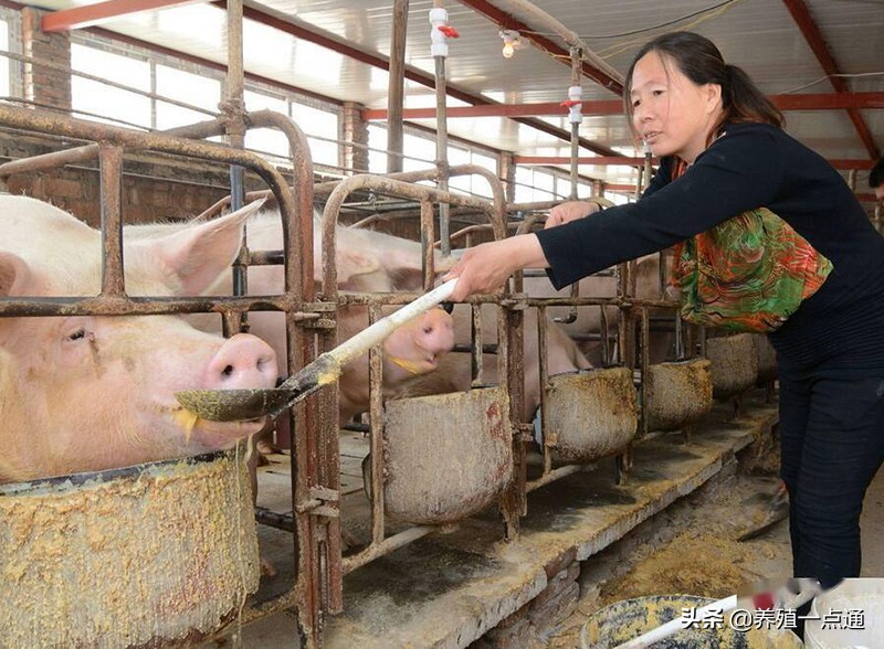 猪中毒的症状,马铃薯中毒易引起的症状