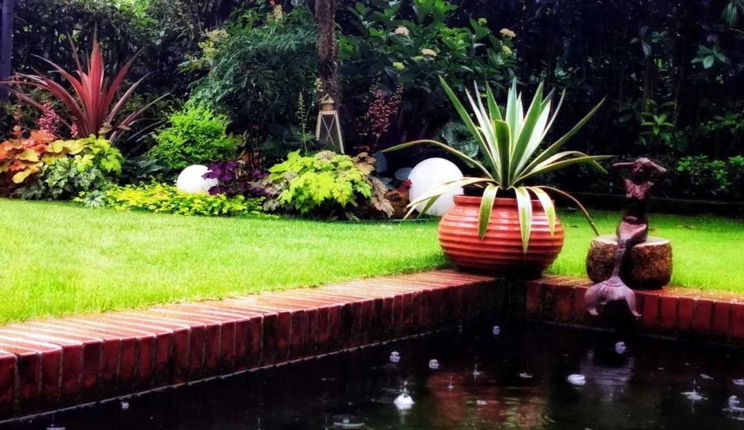 11月乔木灌木草坪病虫害用药,草坪病虫害怎么防治