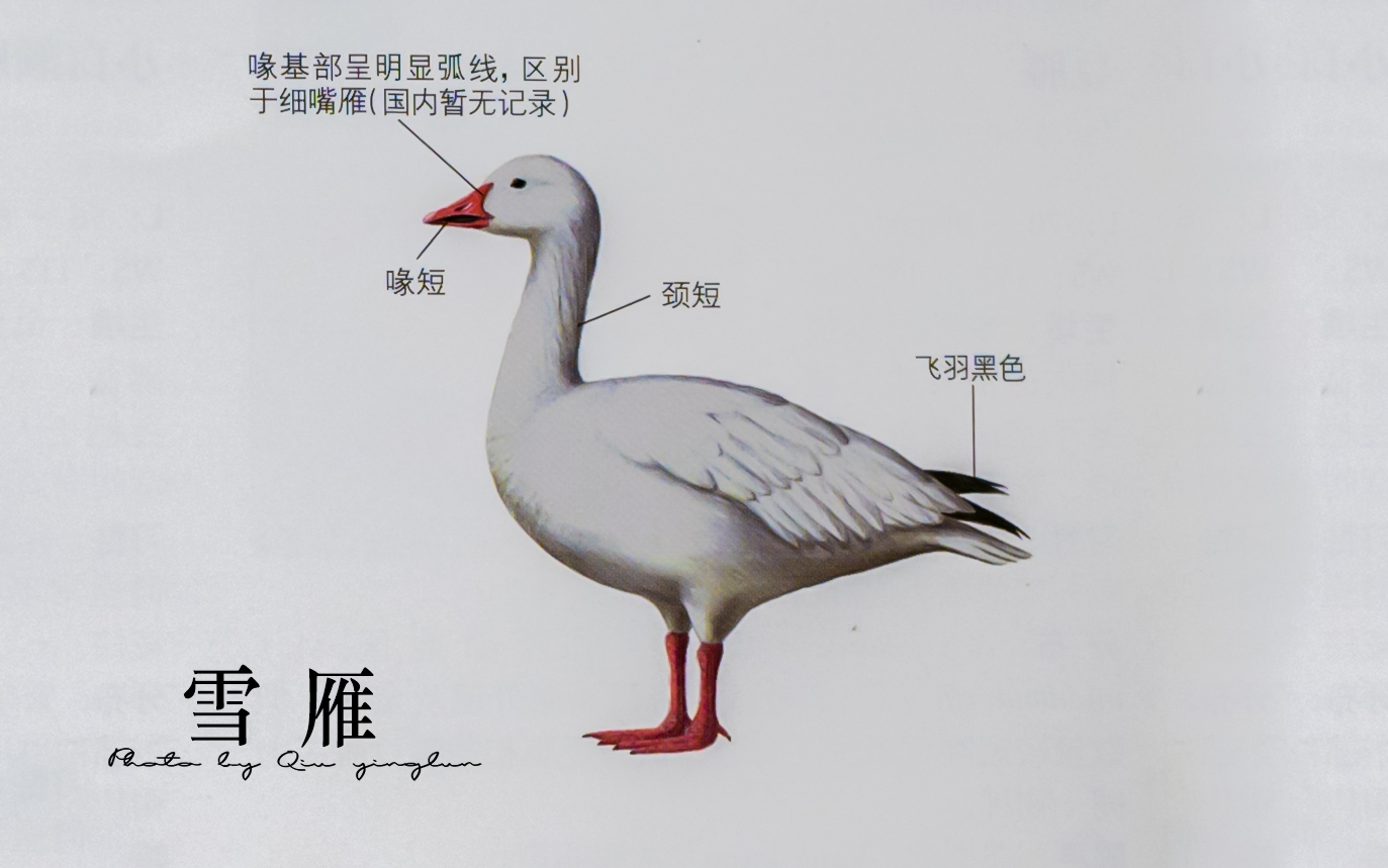 涓滄睙鎻借儨,涓滄睙鎻借儨楦熺被