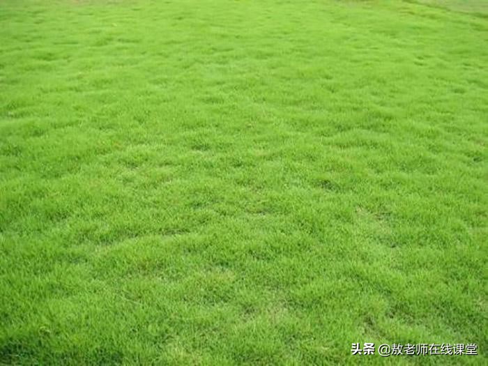 景观园林设计草坪作用,草坪景观设计原则