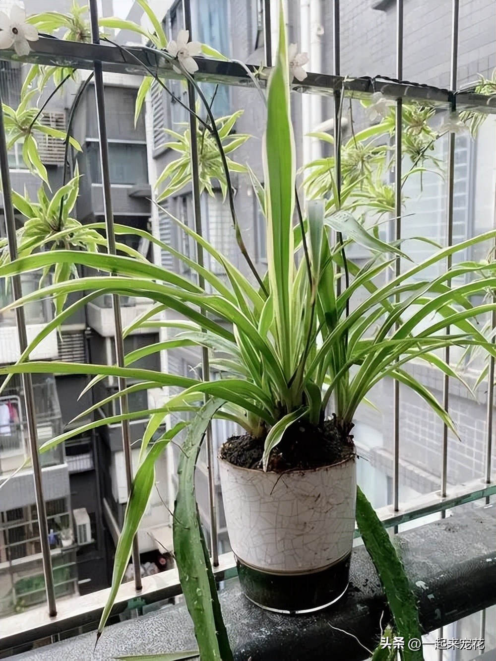 室内适合养的18种花有哪些呢,适合室内养的六种花推荐