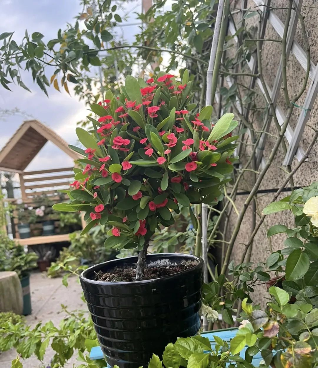 3种开花机器,四季开花机器哪种最好养