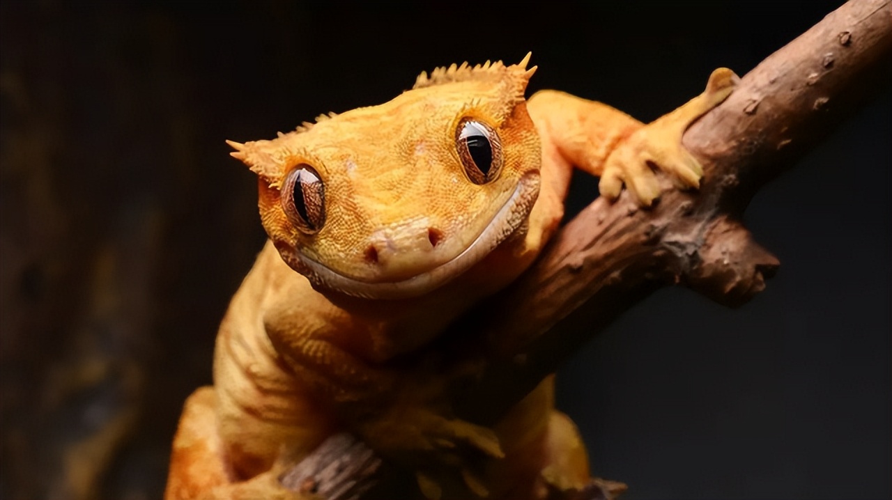 壁虎无毒,壁虎是不是无毒无害