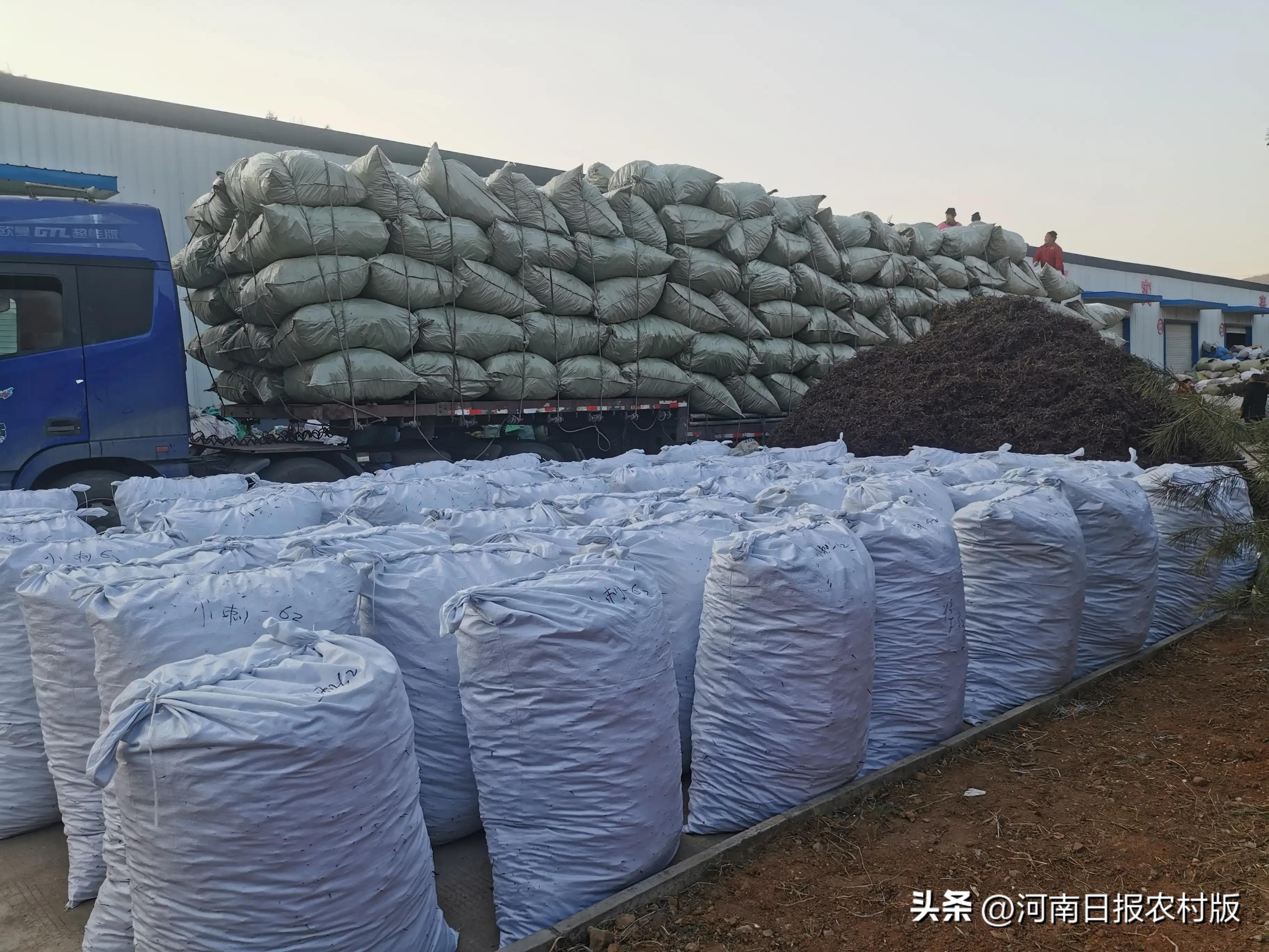 洛阳优秀乡贤—嵩县郭绍波：一根皂刺闯天下