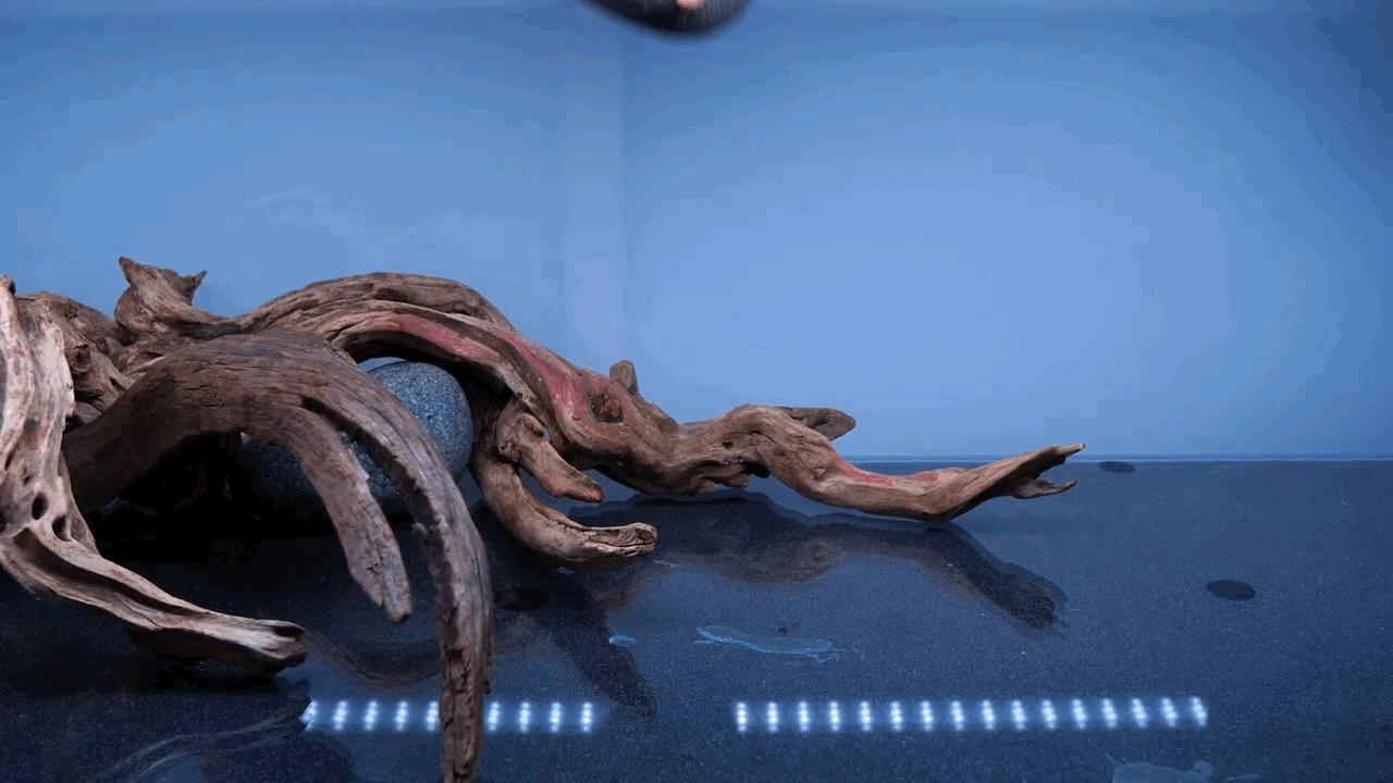 水草小缸养什么鱼最好,适合小型裸缸养的鱼