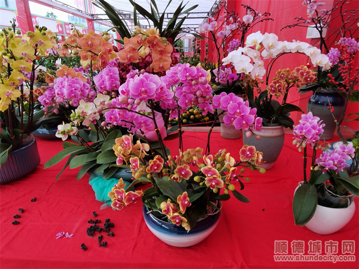 【视频】逛花街、买靓花、叹美食，容桂时光花市约定你！