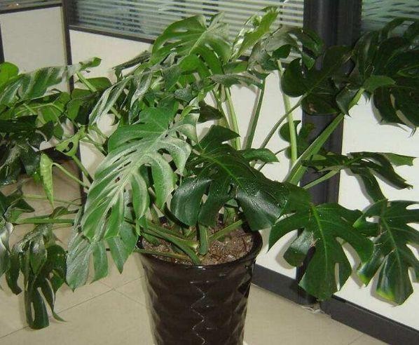 耐阴能净化空气的盆栽,哪种盆栽净化空气最好