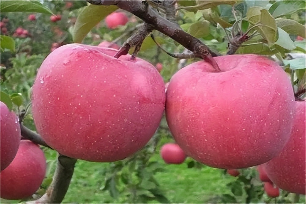 苹果不甜该怎么办,苹果不脆是什么原因