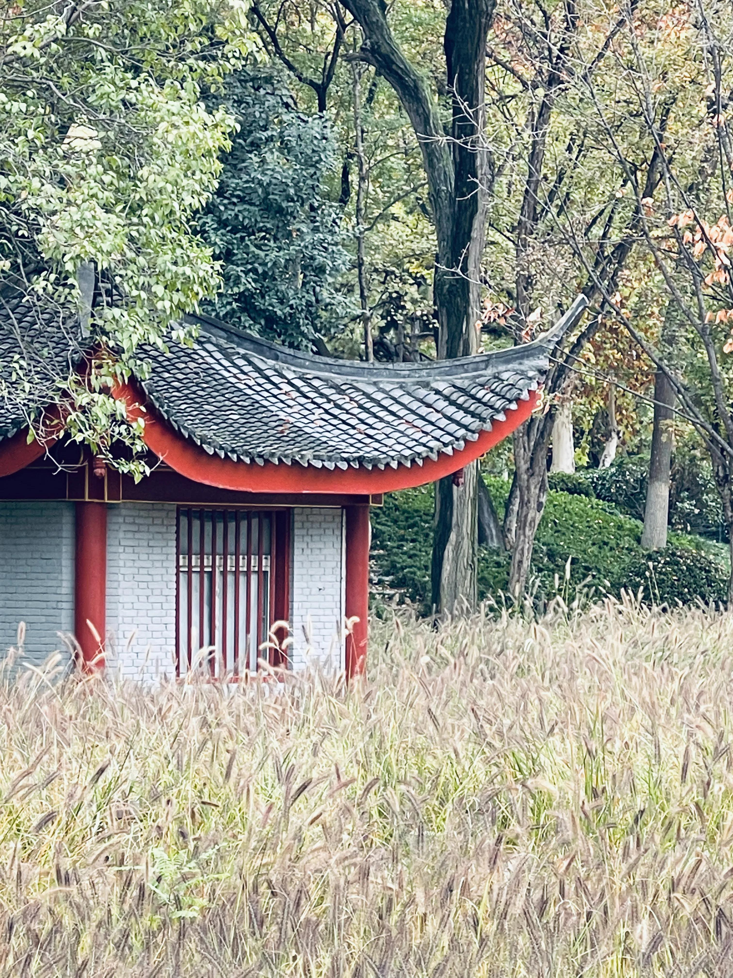 兴庆公园长乐之声合唱团直播现场,兴庆公园大合唱