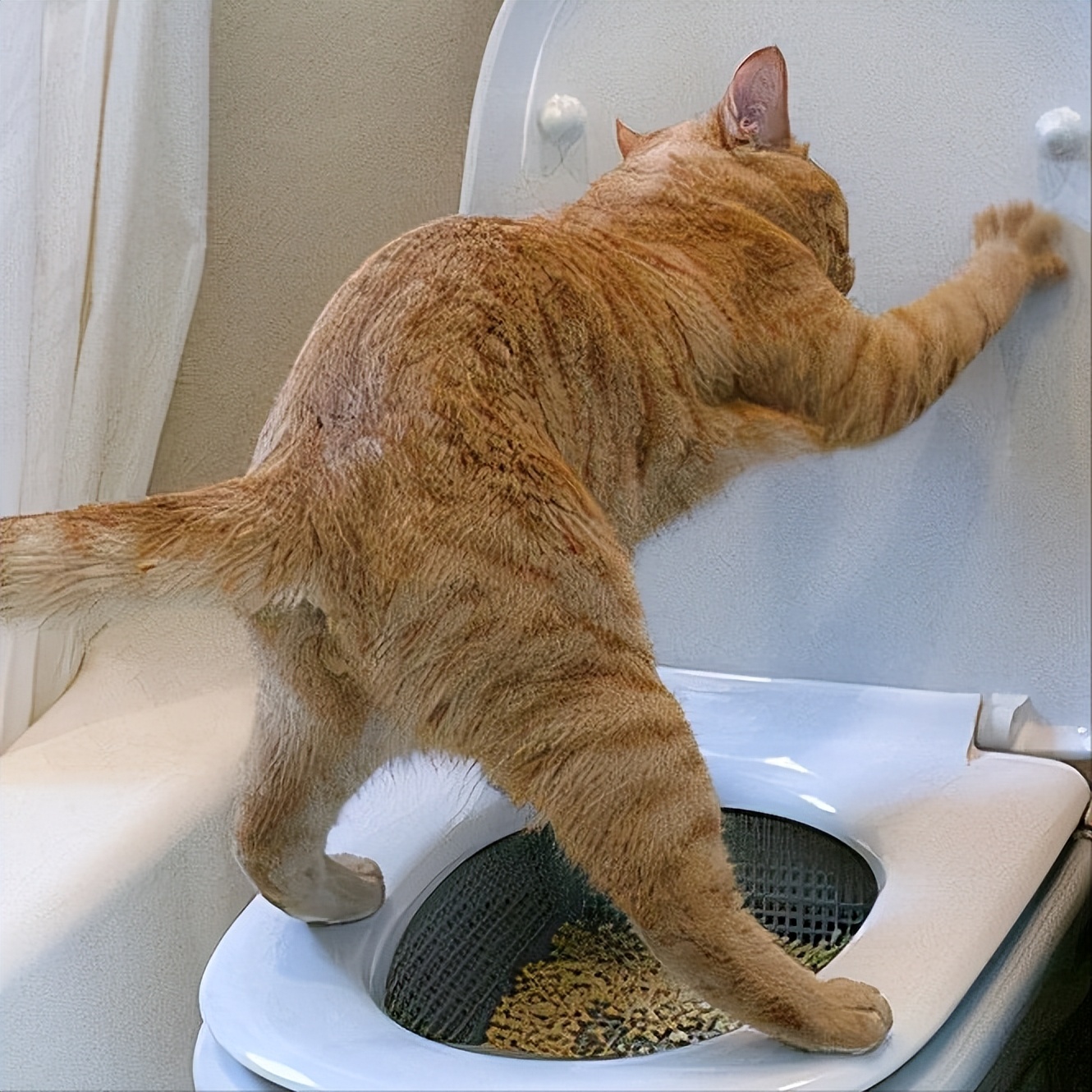 猫咪和人类相处得很好的原因,当猫和人类一起生活久了