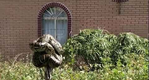 抓捕过最长的蟒蛇,最长蟒蛇视频真实