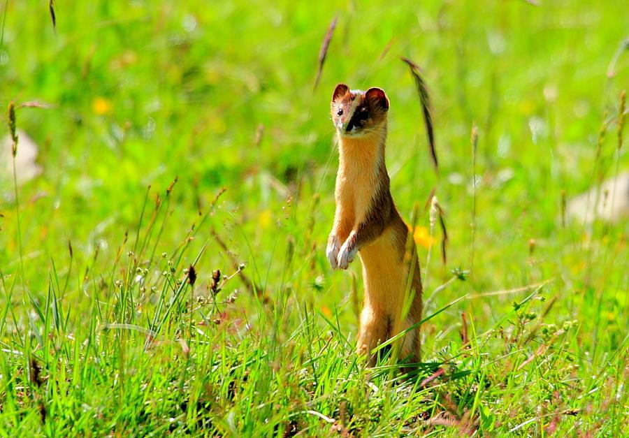 为什么黄鼠狼被称为黄大仙不能杀,家门口的黄鼠狼能打吗