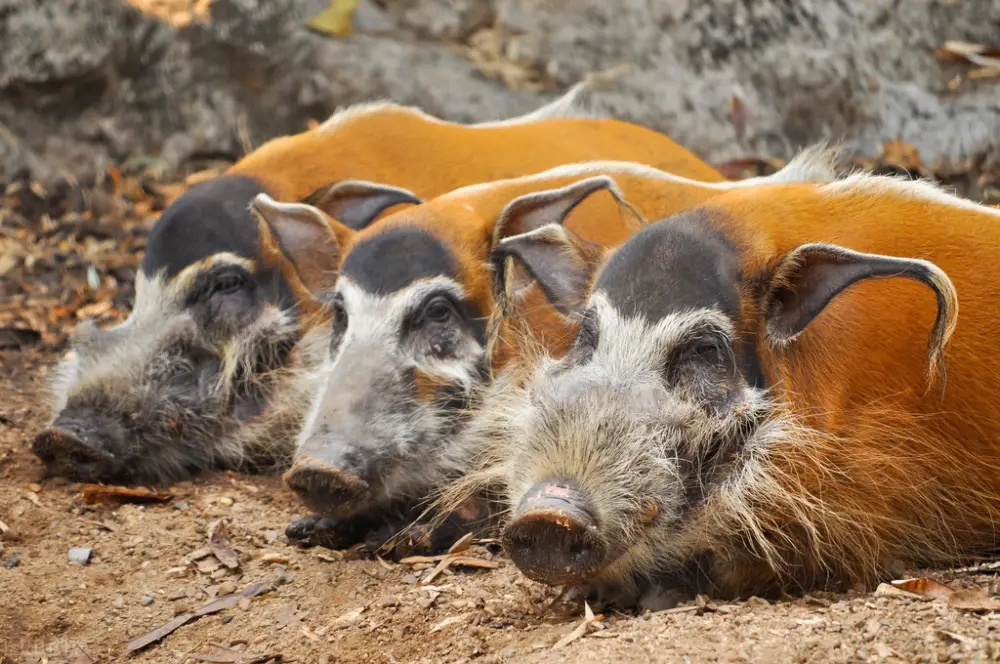 闈炴床閲庣尓鍒嗗竷鍖哄煙,闈炴床閲庣尓