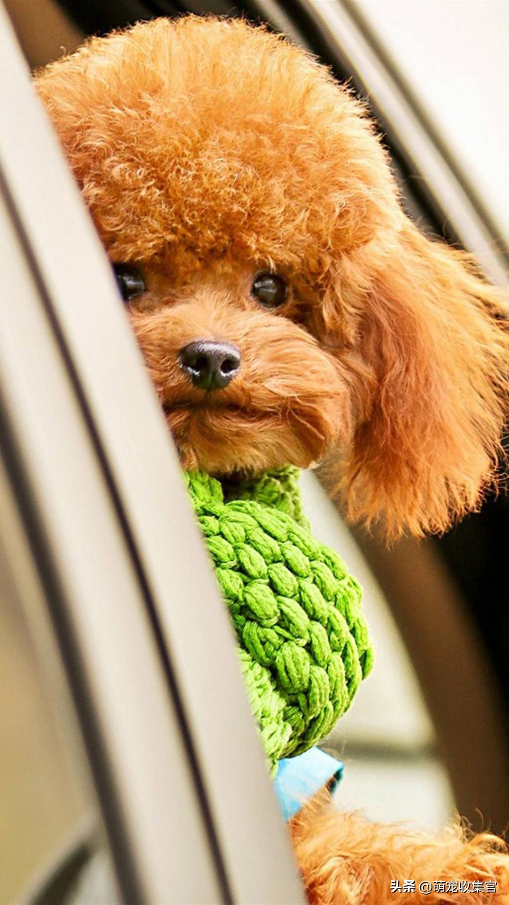 女生第一次养狗适合养什么中型狗,新手女生适合养什么狗