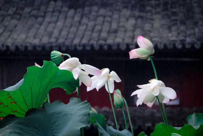 寻人不遇的经典诗句,寻隐者不遇经典诗句