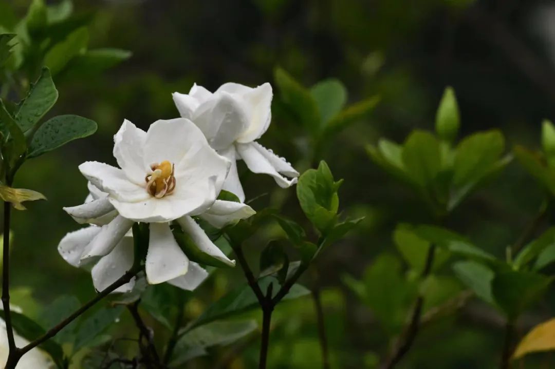 栀子：如月素净，如风清凉
