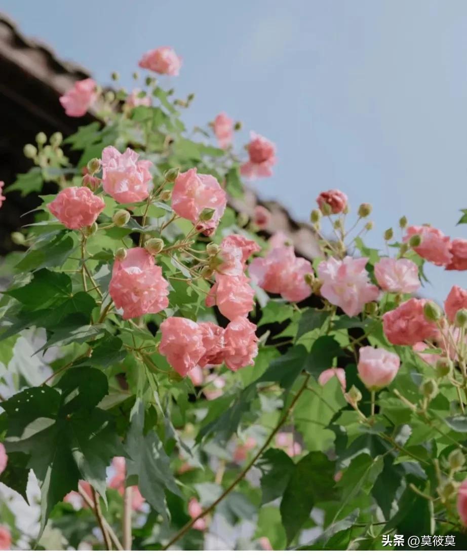 贵州省的省花叫什么名,贵州各个县的县花