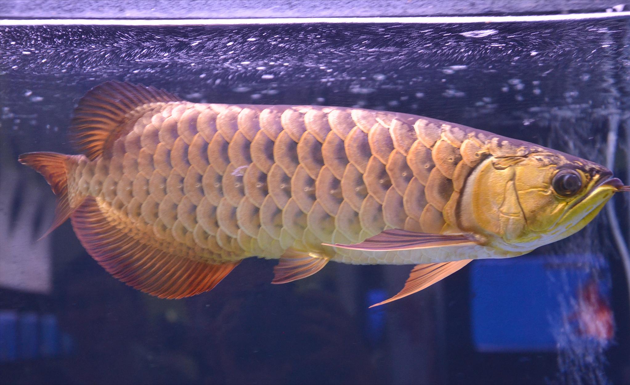 急救金龙鱼,如何救金龙鱼