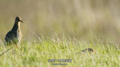 原来它们也有“性丑闻”,这片看完让我大开眼界