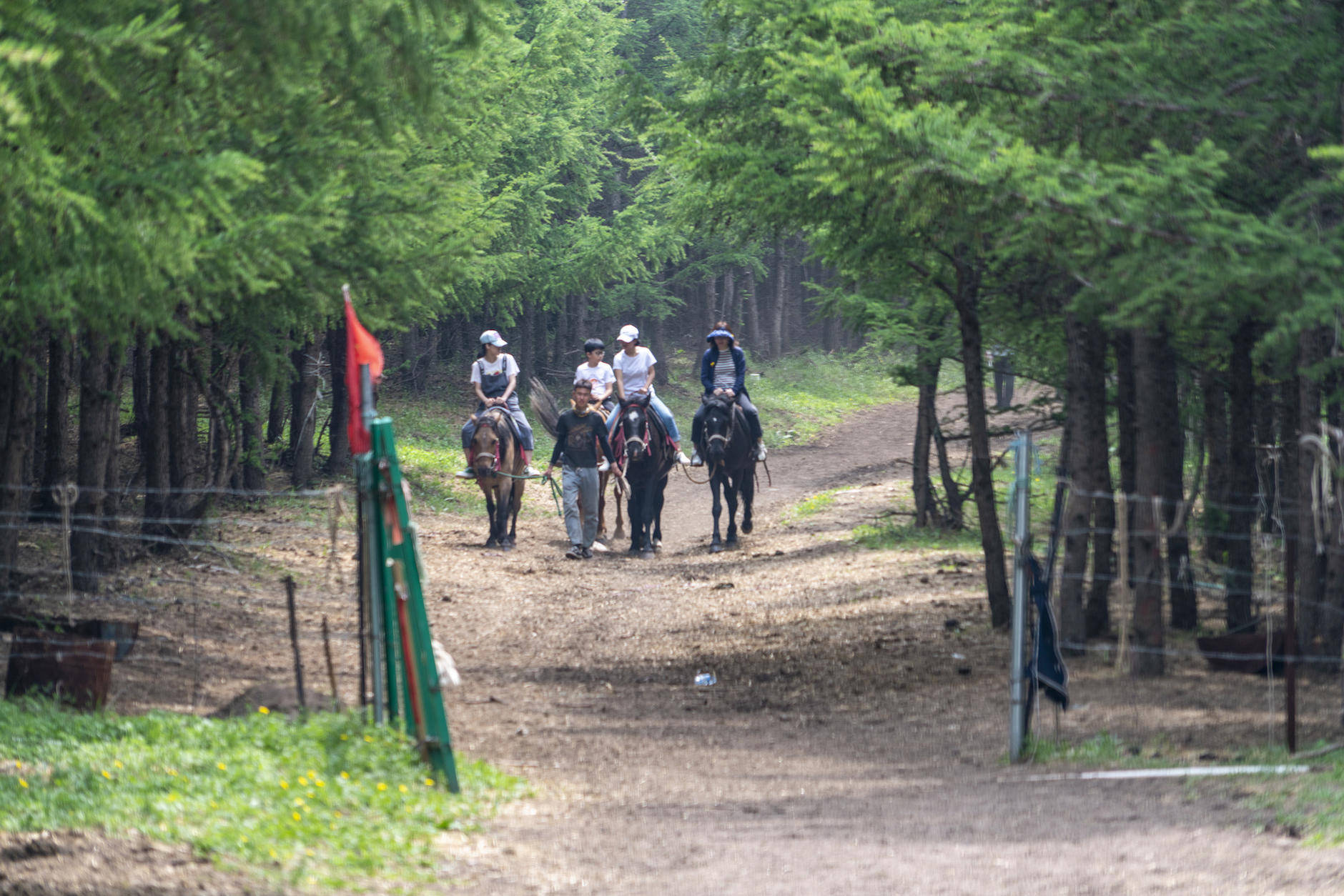 丰宁坝上草原的夏天,丰宁坝上草原夏天景色