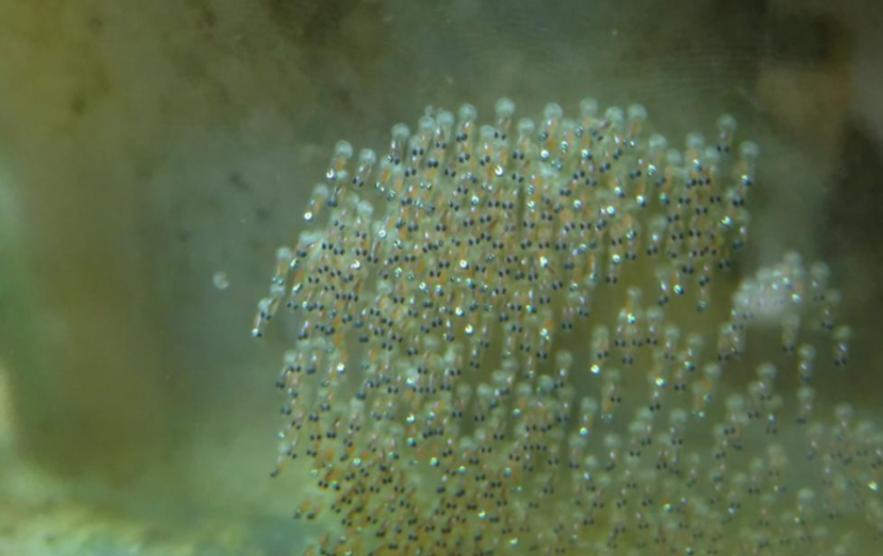 千年草籽万年鱼籽有什么作用,千年草籽万年鱼籽是真的假的