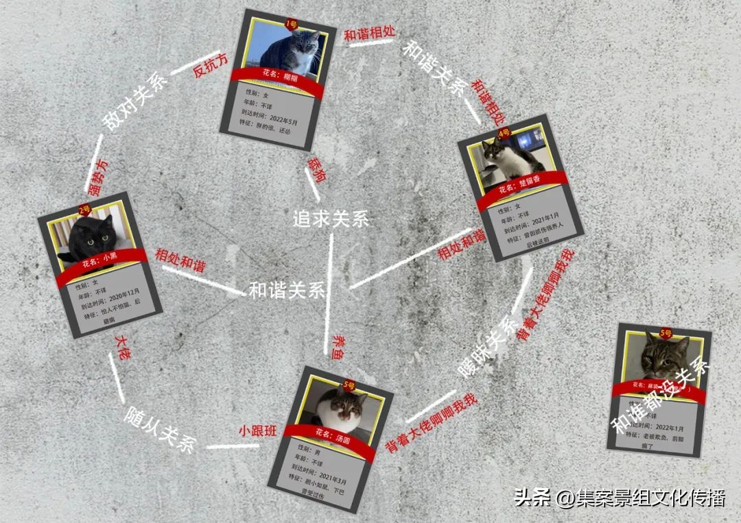 找到那只猫 (睡不着的坏猫)