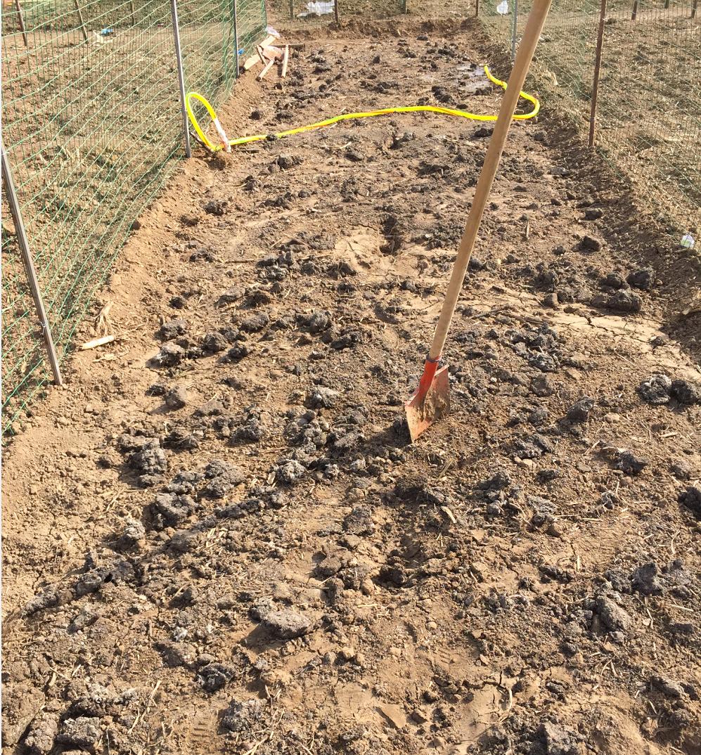 为了吃上绿色食品自己种菜,为了吃自己种的绿色蔬菜