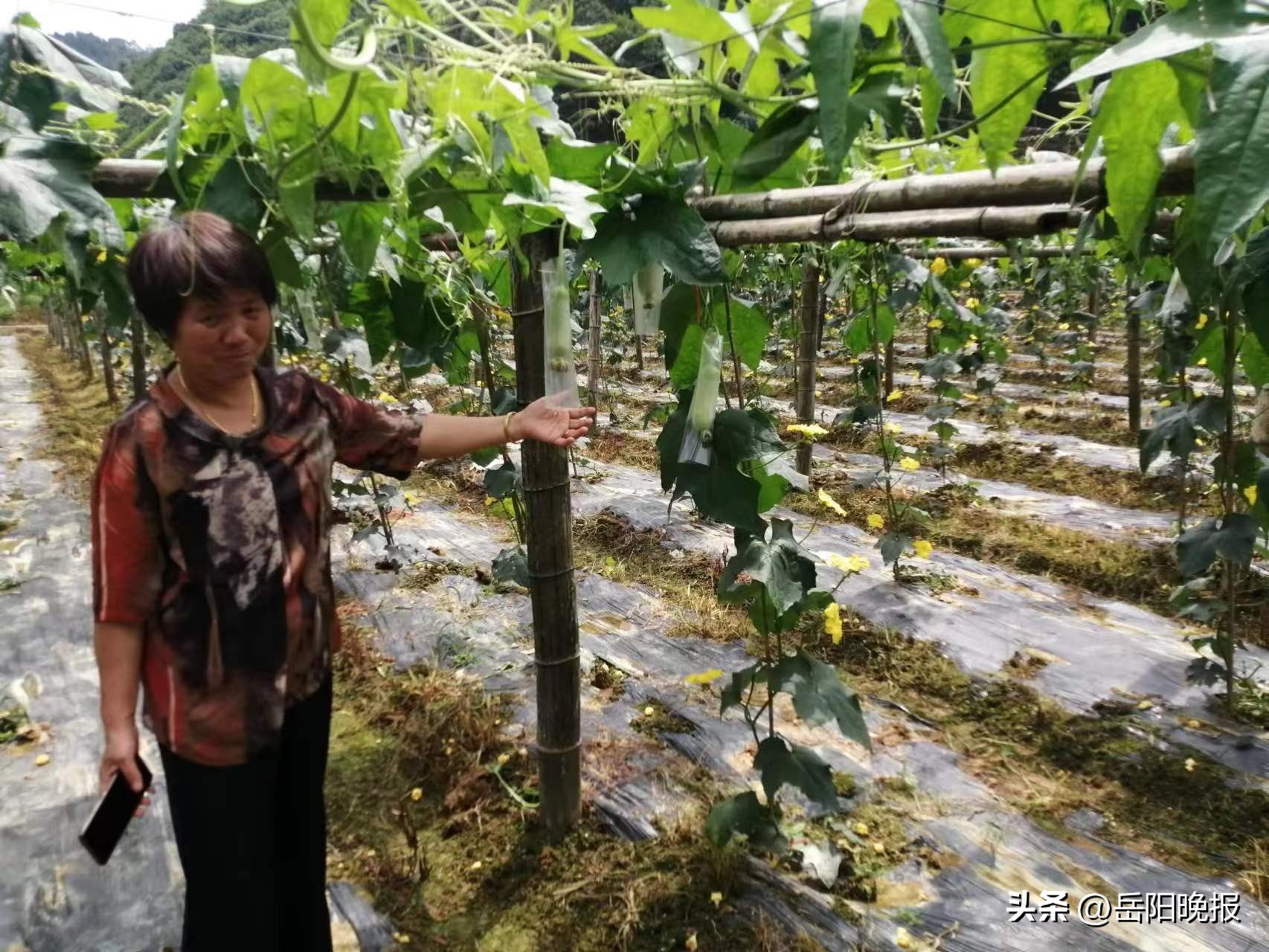 平江县瓮江镇：瓜甜心更甜！瓜藤结出“致富果”