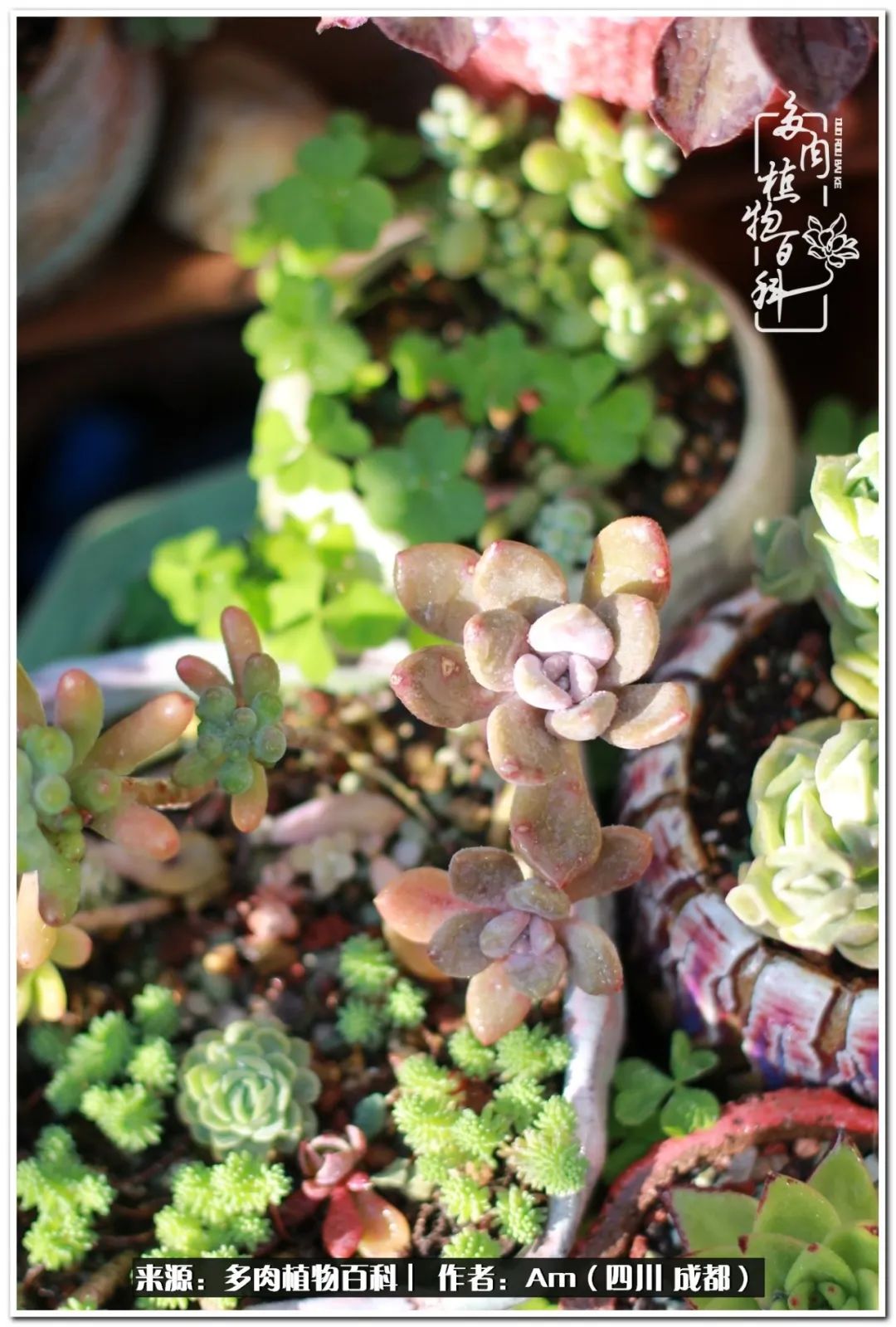 多肉小盆友生活多姿多彩,多肉小精灵福享不停