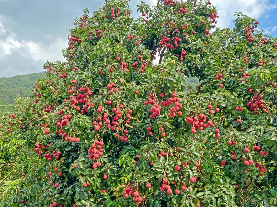 广州摘荔枝一日游最佳路线,从化自驾游荔枝采摘园