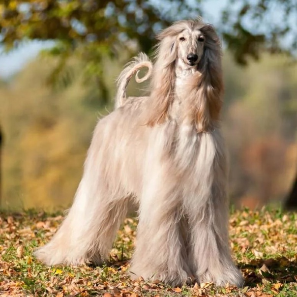 这几种狗狗不仅好养还不臭,这六种狗狗便宜又好养谁养谁走运