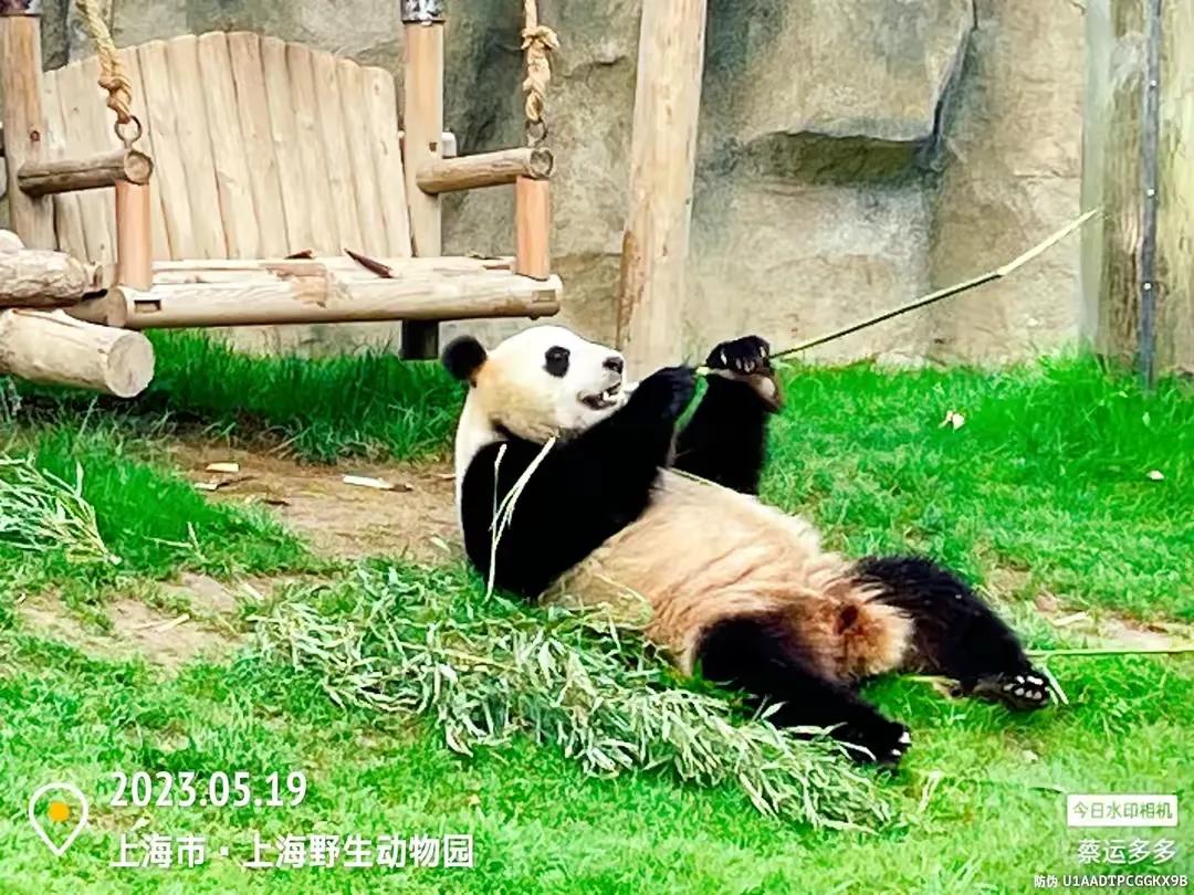 上海野生动物园和上海动物园,上海野生动物园过年营业时间