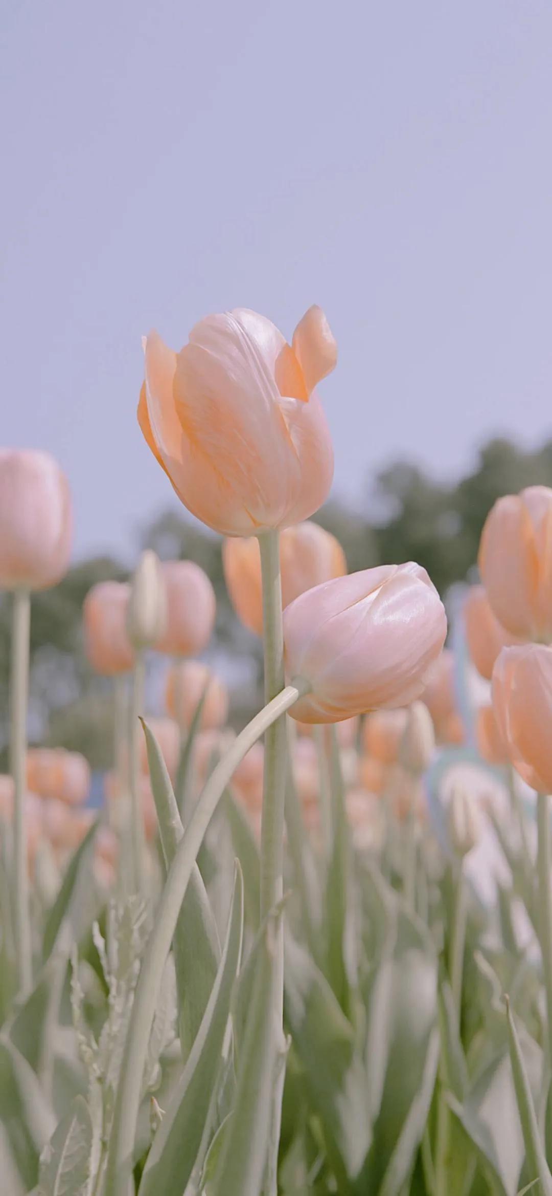 我好想你含蓄表达,好想你隐晦表达