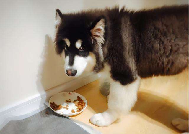 阿拉斯加呕吐了怎么办？