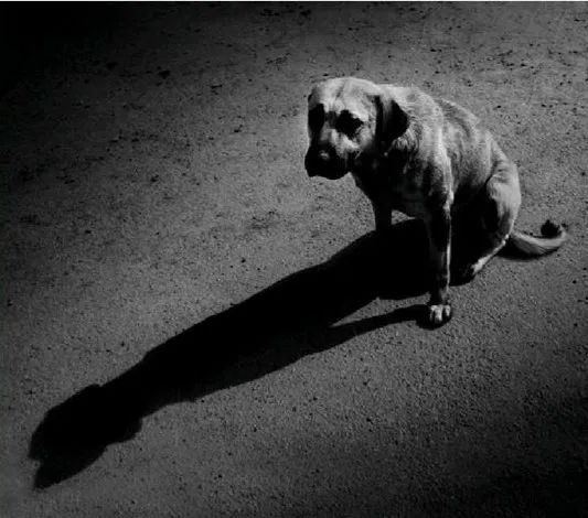 巧乐兹雪糕棍上二维码为什么没了,雪糕不见了