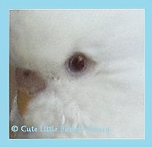 虎皮鹦鹉绿和蓝哪个基因强,虎皮鹦鹉白化红眼基因