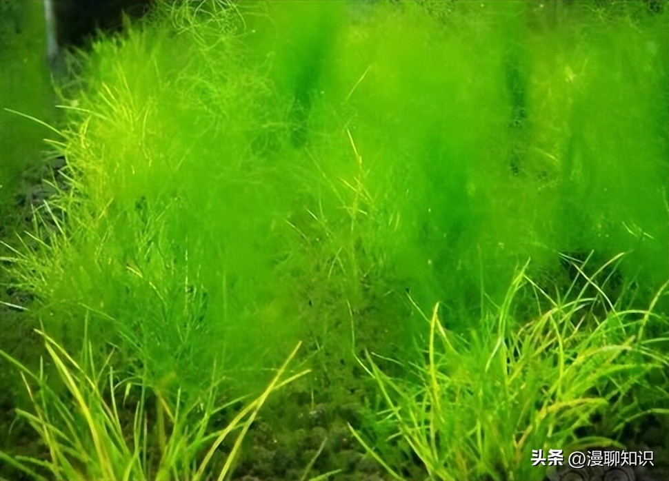 水稻田水绵怎么防治,水绵生物防治