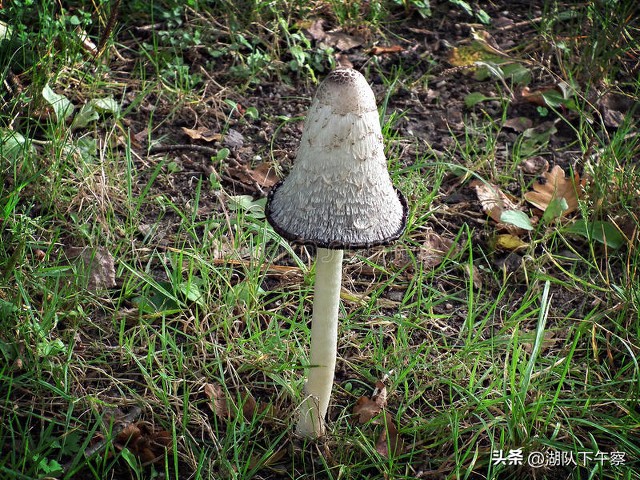 吃蘑菇中毒几小时发病,吃蘑菇中毒祖孙四人生命垂危