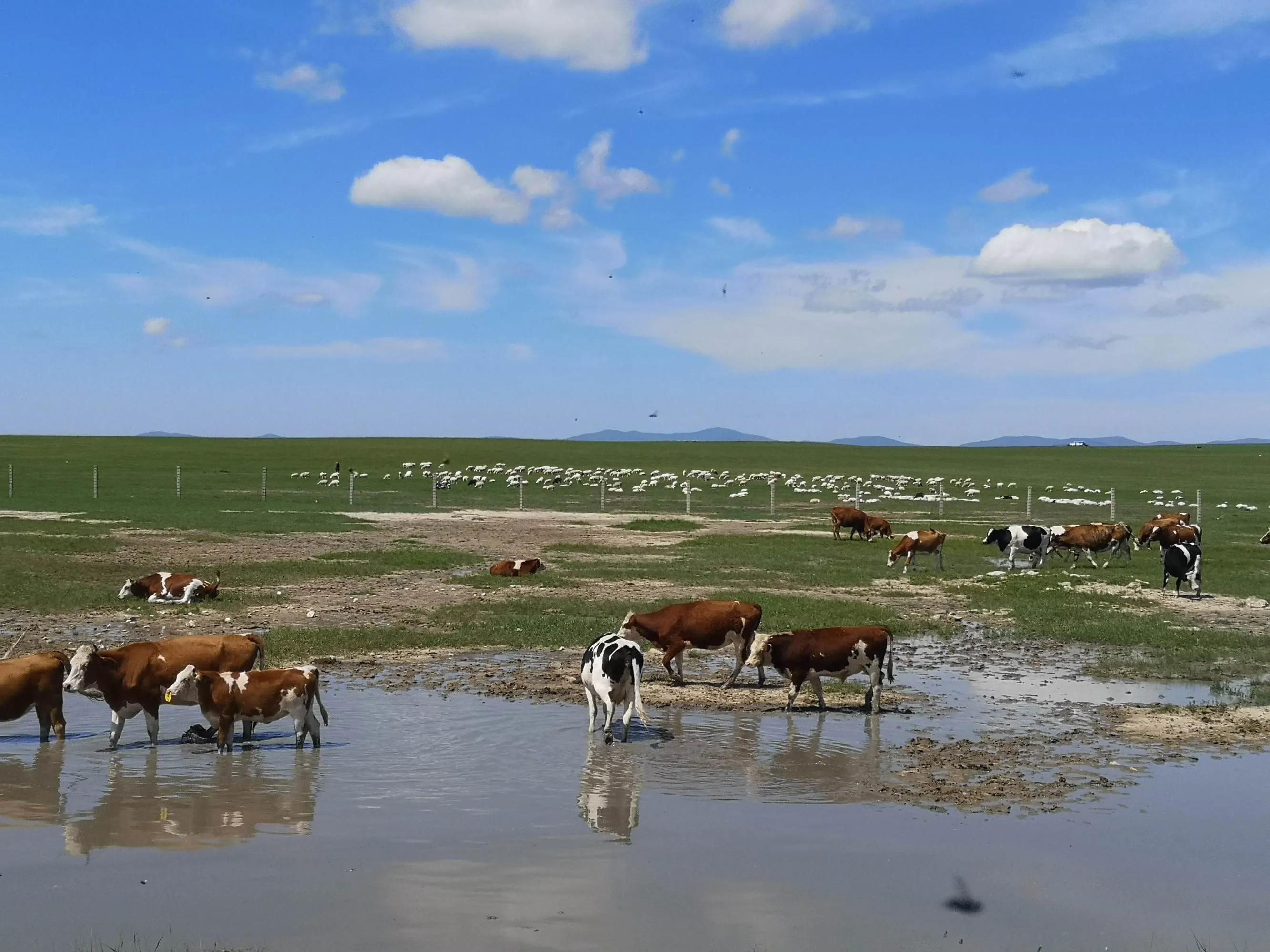 呼伦贝尔六日游自由行攻略 (呼伦贝尔八日游旅游攻略)