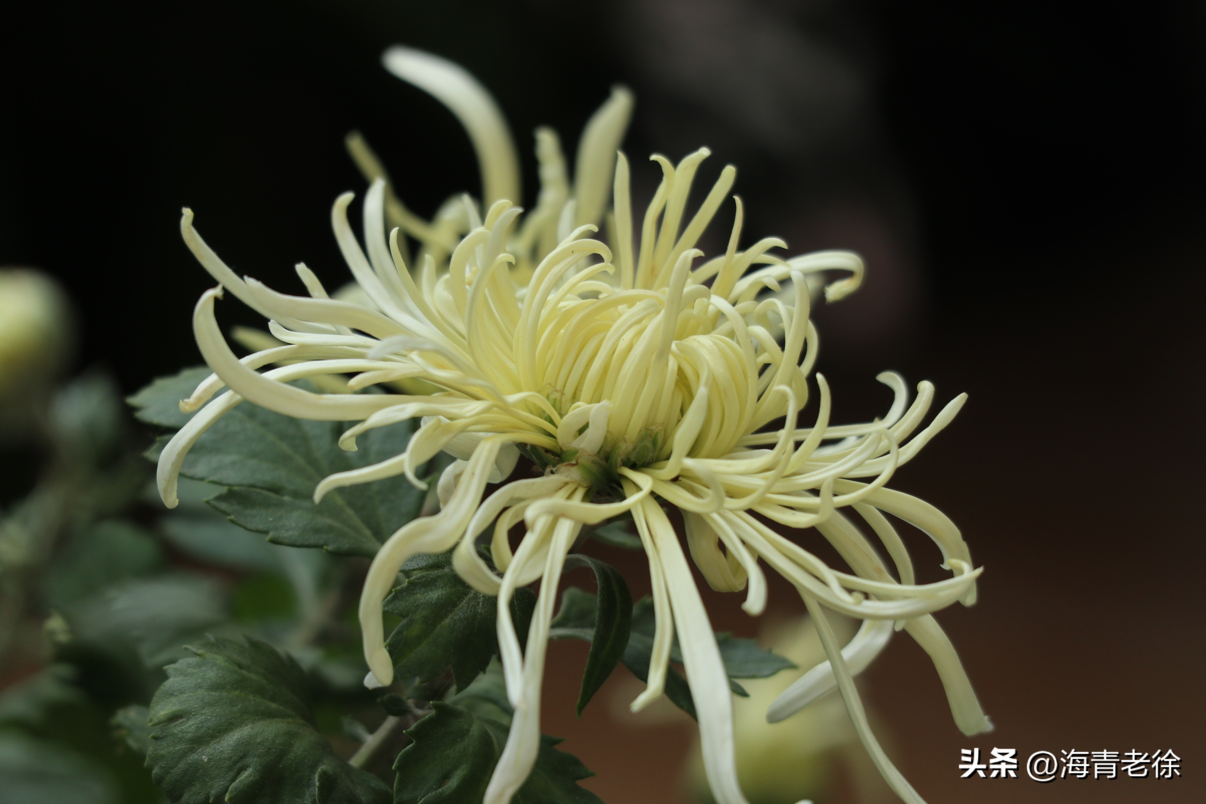 描写菊花凌霜绽妍的诗句,中国十大名花梅花图