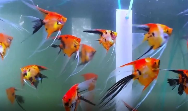 比较容易养的观赏鱼有哪些品种,适合懒人养的观赏鱼多有哪些品种