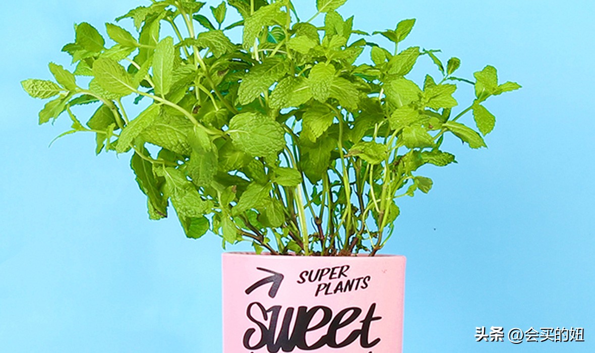 价格便宜且又有实用价值的绿植,家里值得买的绿植