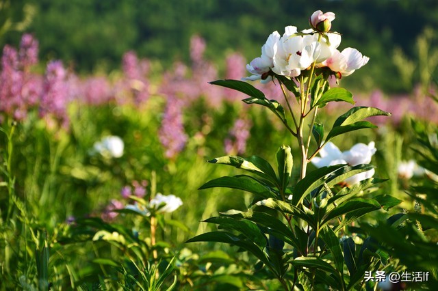 面对故意挑衅的人三种方法,当对方故意激怒你应该怎么做