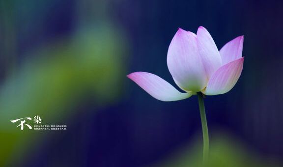 衬衫纽扣旁开叉,衬衫纽扣凸出来