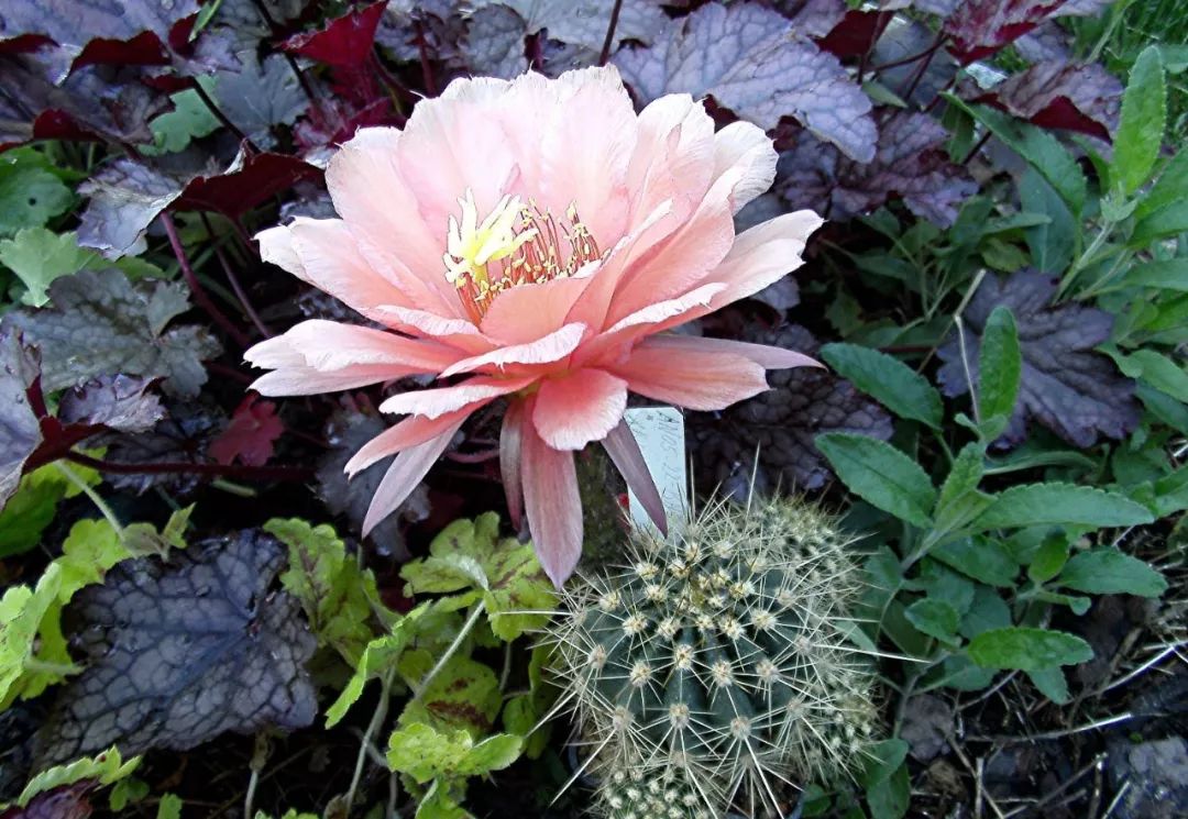 200种·仙人球开花图鉴，大开眼界，美到爆