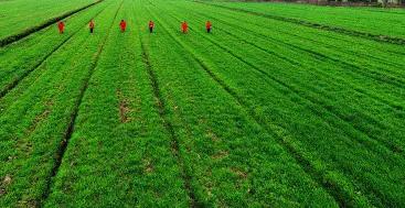 绱犻泤鐨勪竵棣欒姳,椋橀鐨勪竵棣欒姳